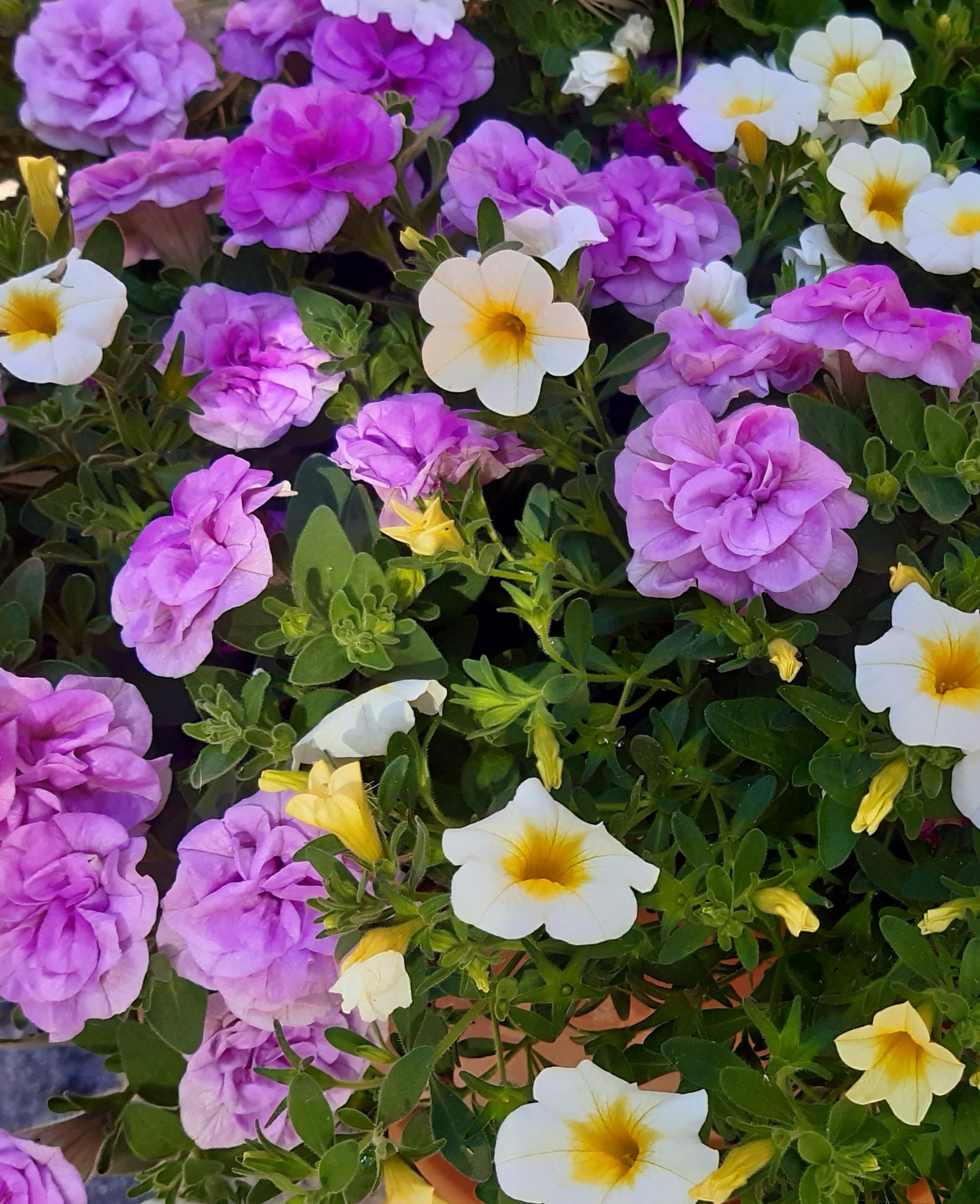 Sommertopf Gärtnerei Schön Sommertopf Gärtnerei Schön